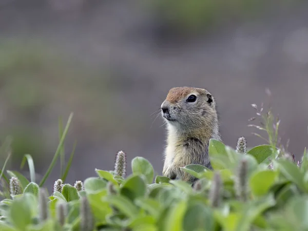 A ground squirrel (Spermophilus or Citellus) in the grass — Stock Photo, Image