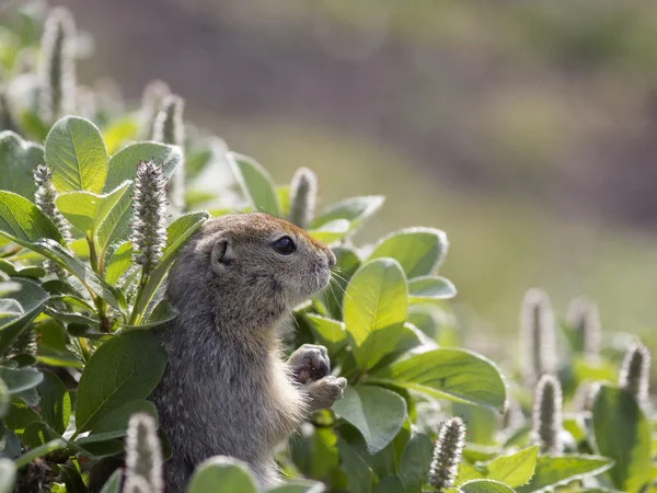 Una ardilla de tierra (Spermophilus o Citellus) en la hierba —  Fotos de Stock