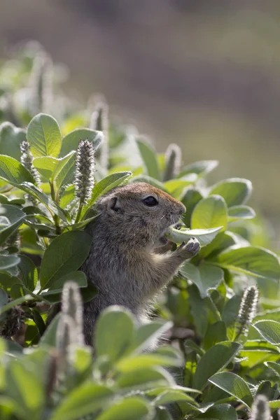 Un écureuil terrestre (Spermophilus ou Citellus) dans l'herbe — Photo