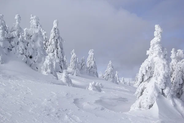 Abetos cobertos de neve — Fotografia de Stock