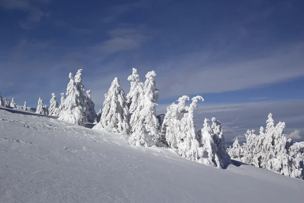 Hóval borított fenyők — Stock Fotó