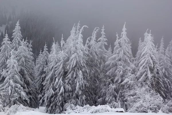 Abetos cobertos de neve — Fotografia de Stock