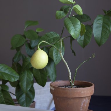 Bir tencereye evde büyüyen bir limon