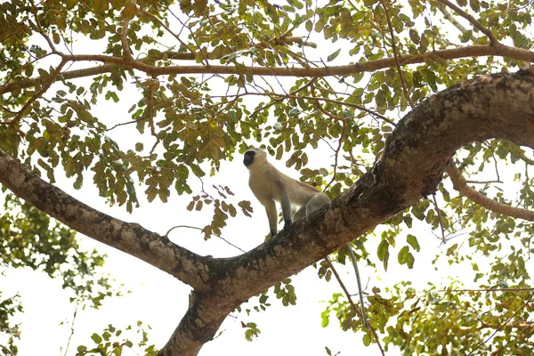 Macaco verde — Fotografia de Stock