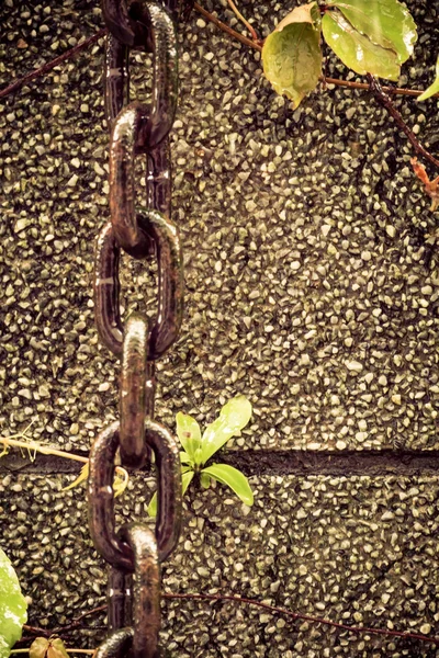 Chain and leaves on wall — Stock Photo, Image