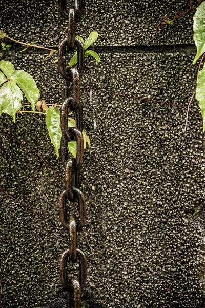 Chain and leaves on wall — Stock Photo, Image