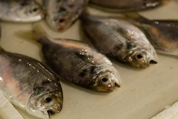 Ryby świeże ryby rynku — Zdjęcie stockowe