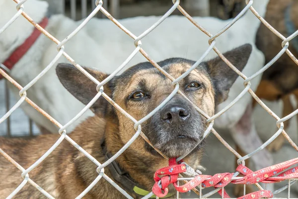 Çit muhafaza arkasındaki sokak köpekleri