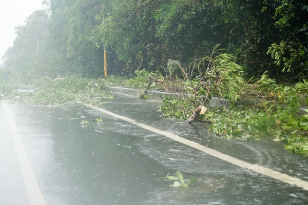 Обломки на дороге во время тайфуна — стоковое фото