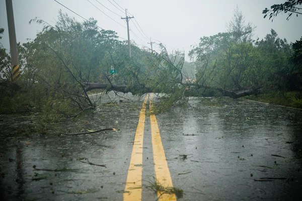 Tree and debri in road during typhoon — Stock Photo, Image