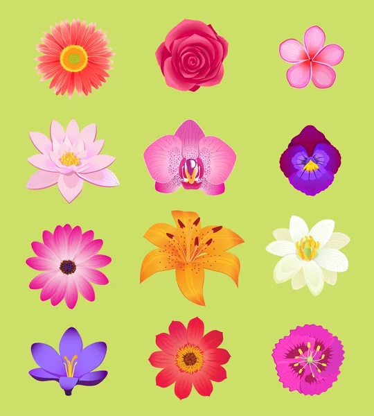 Flower Color Set Design Flat Isolated