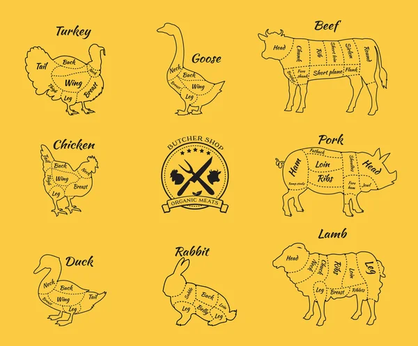 Set Schematic Vew of Animals untuk Toko Jagal - Stok Vektor