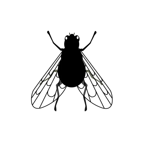 Fly Close-Up átlátszó szárnyak — Stock Vector