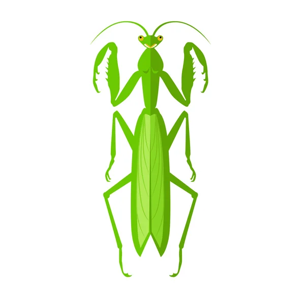 Grüne Heuschrecke — Stockvektor