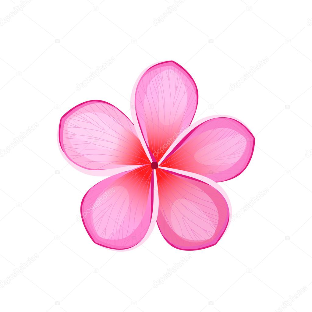 Stile piano di bellezza fiore disegno isolato Fioritura rosa fiore con petali di belle grande estate o primavera floreale pianta e flora naturale esotico