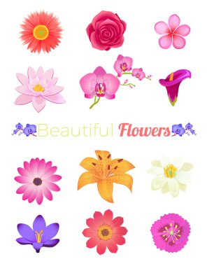 Çiçek renk Set tasarımı düz izole