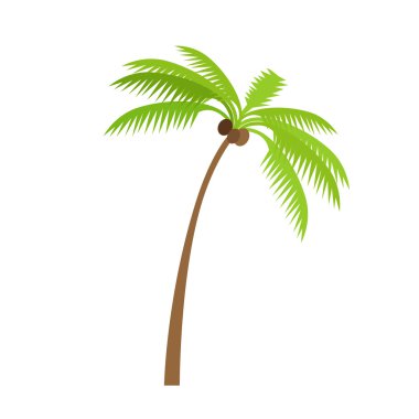 Hindistan cevizli palmiye ağacı