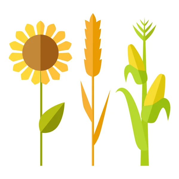 Zonnebloem, tarwe, maïs vector illustratie. — Stockvector