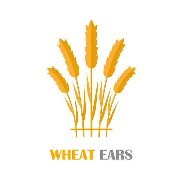 Wheat Ears Concept Illustration in Flat Design. — Stockový vektor