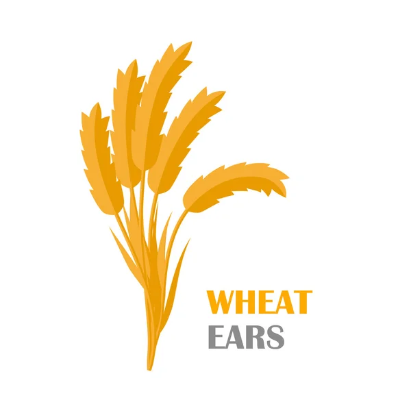 Wheat Ears Concept Illustration in Flat Design. — Stock vektor