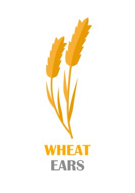 Wheat Ears Concept Illustration in Flat Design.