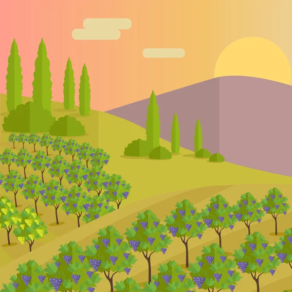 Vignoble Plantation de vignes portant des raisins — Image vectorielle