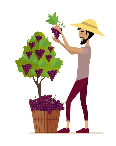 Hombre recogiendo uva durante la cosecha de vino — Archivo Imágenes Vectoriales