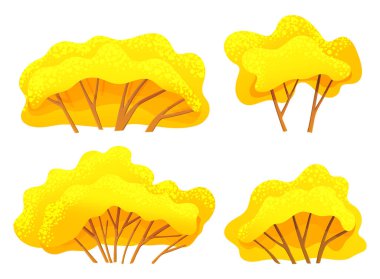 Sarı parlak sonbahar ağacı ya da gür bir taç, ince kahverengi bir gövde ve beyaz dalları olan çalılık.