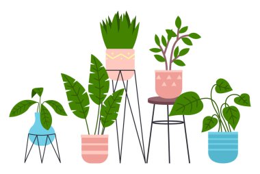 Dekoratif yeşil bitki seramik kapta uzun yapraklar, saksıda ev bitkisi. Ev içi fabrika