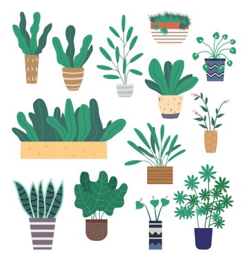 Saksılarda ya da saksılarda yetişen bitkiler. Bir grup yeşil ev bitkisi ve çiçek.