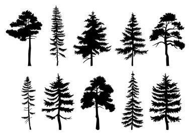 Şehir parkının ya da bahçesinin dekoratif bitkileri, kozalaklı ve yaprak döken uzun ağaçlar orman bitkileri.