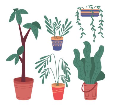 Dekoratif yeşil bitki seramik kapta uzun yapraklar, saksıda ev bitkisi. Ev içi fabrika