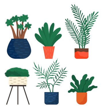 Dekoratif yeşil bitki seramik kapta uzun yapraklar, saksıda ev bitkisi. Ev içi fabrika