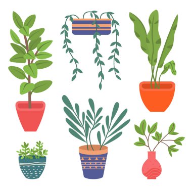 Dekoratif yeşil bitki seramik kapta uzun yapraklar, saksıda ev bitkisi. Ev içi fabrika