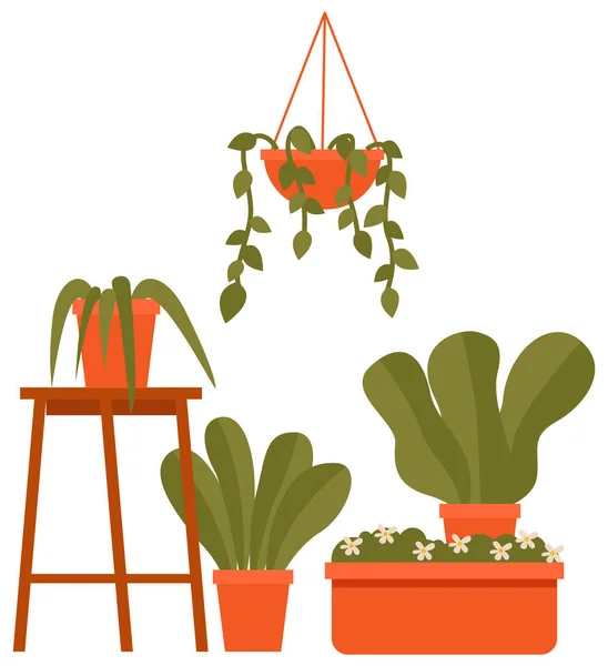 Versteende groenblijvende planten. Eco-stijl illustratie, moderne en elegante home decor, vector bloemen — Stockvector