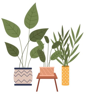 Dekoratif yeşil bitki seramik kapta uzun yapraklar, saksıda ev bitkisi. Ev içi fabrika