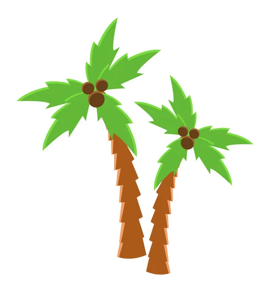 Palmier isolé sur fond blanc. La noix de coco pousse sur l'illustration vectorielle verte des arbres tropicaux — Image vectorielle