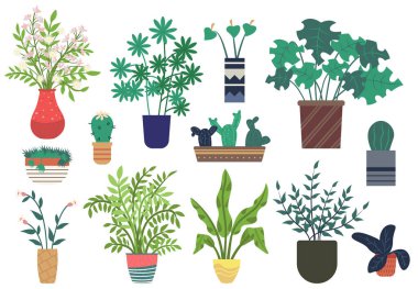 Vazolarda ev bitkisi, Çiçekler yeşeren