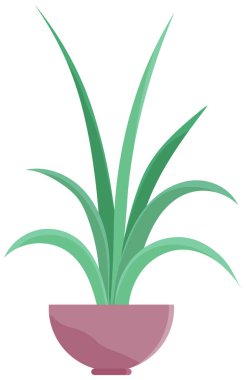 İç dekorasyon için uzun, dar leylak kaplamalı, iç dekorasyon için beyaza izole edilmiş iç dekorasyon bitkisi.