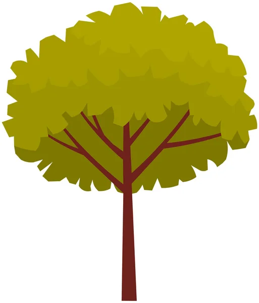 Високе дерево з коричневим товстим стовбуром і листям. Велика рослина з щільною круглою короною ізольована на білому — стоковий вектор