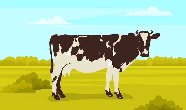 Linda vaca manchada blanca y negra en el prado con hierba verde. Animales de granja con cuernos y ubre — Vector de stock