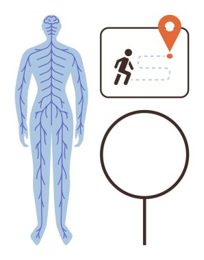 Human nervous system diagram beside an abstract running map with a figure following a dotted path to a location marker. Ideal for health, anatomy, fitness, neurology, education, exercise, navigation