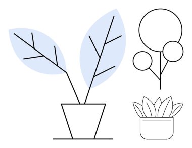 Çizgili sanat yaprakları, soyut çemberleri ve geometrik desenleri olan saksı bitkileri. Doğa, bahçıvanlık, eko-yaşam, dekorasyon, minimalizm, sürdürülebilirlik temaları için idealdir. Basit bir daire.