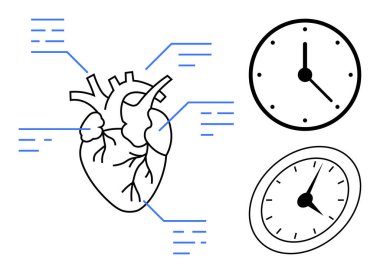 Etiketli çizgileri ve zamanlamayı veya sağlık durumunu gösteren iki saati olan anatomik kalp diyagramı. Tıp, biyoloji, kardiyoloji, eğitim, sağlık, anatomi ve araştırma için ideal. Basit.