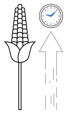 Sürdürülebilirlik, tarım süreci, zaman yönetimi, tarım gelişimi, verimlilik artışı, gıda güvenliği. Mısır sapı, saat ve ok yukarı bakıyor. Sürdürülebilirlik ve tarım süreci kavramı
