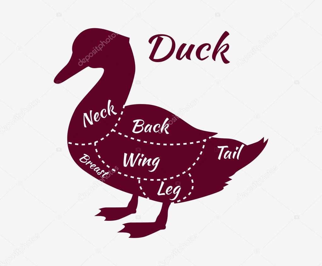 Duck cuts. Typographic duck butcher cuts diagram scheme. Premium duck meat label. Diagram guide for duck cutting. Mallard duck isolated. Cuts of duck meat. Dduck cuts vector illustration