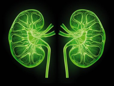 Medically 3D illustration showing kidney, x-ray style, cross section clipart