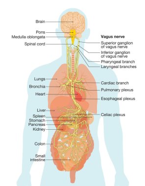 Illustration showing brain and vagus nerve (tenth cranial nerve or CN X) with human organs clipart