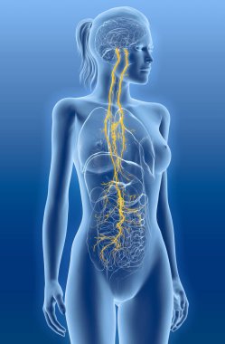 The 3D illustration showing brain and active vagus nerve (tenth cranial nerve or CN X) with human organs clipart