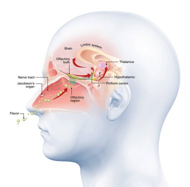 Illustration showing the function of the olfactory sense clipart